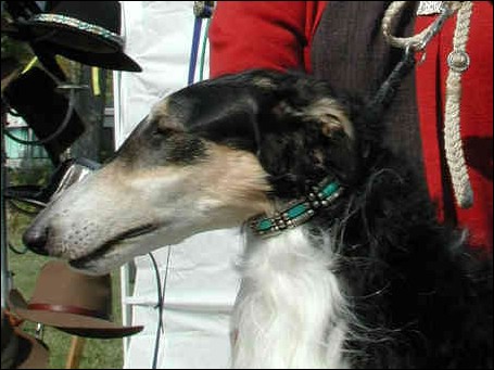 BORZOI1.jpg