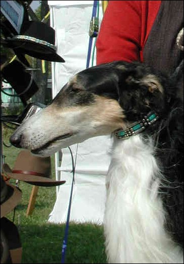 BORZOI3.jpg