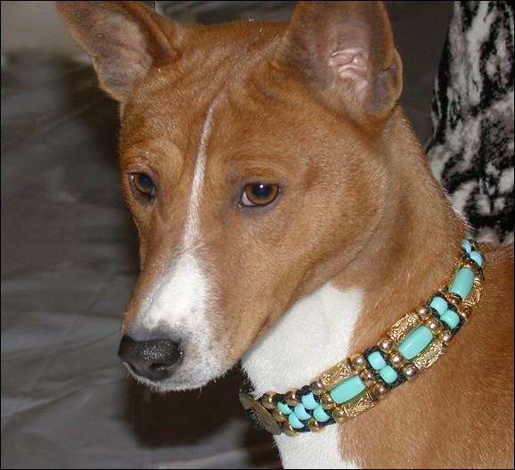 Basenji4762.jpg