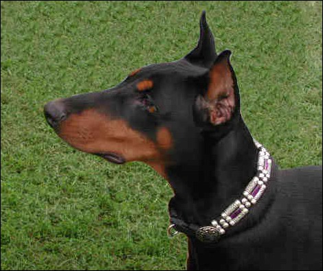 DOBERMAN.jpg