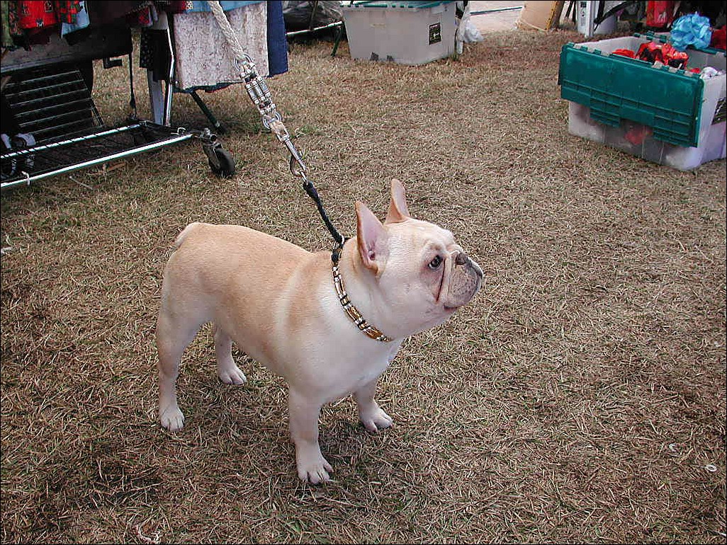 FRENCHIE.jpg