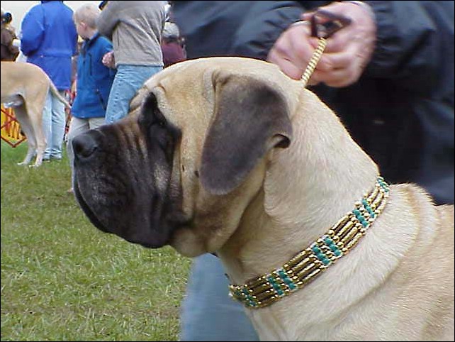 Mastiff.jpg