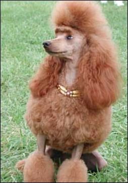 POODLE.jpg