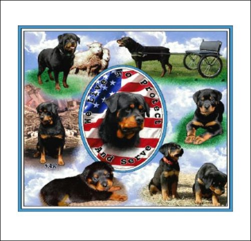 RottweilerBlanket.jpg