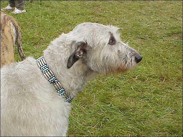 Wolfhound.jpg