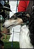 BORZOI3.jpg