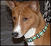 Basenji4762.jpg