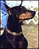 DOBERMA1.jpg