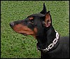 DOBERMAN.jpg