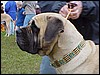 Mastiff.jpg