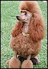 POODLE.jpg